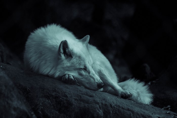 White wolf sleeping on a rock