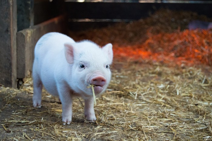 Cute pink piglet eating hay in a farm pen