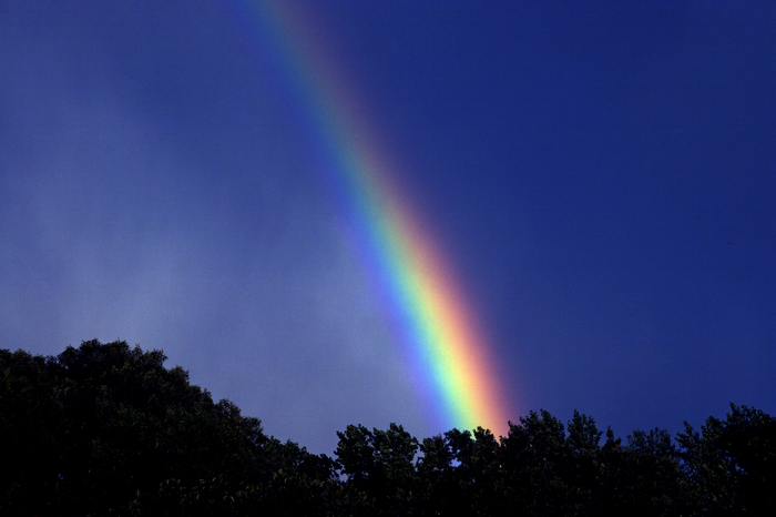 Rainbow over dark trees against blue sky