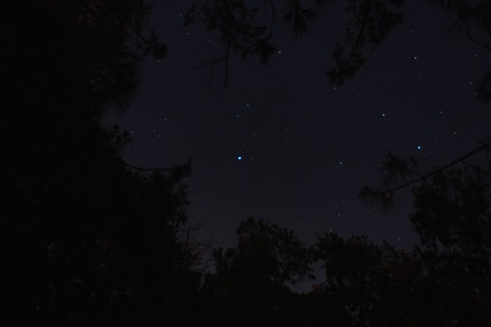 Night sky with stars and trees