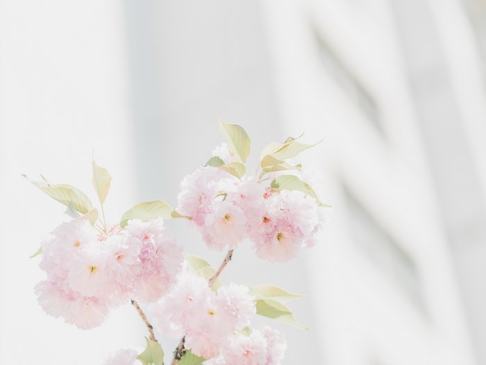 Pink Cherry Blossoms with Green Leaves