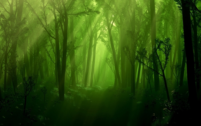 Sunlight filtering through a green forest