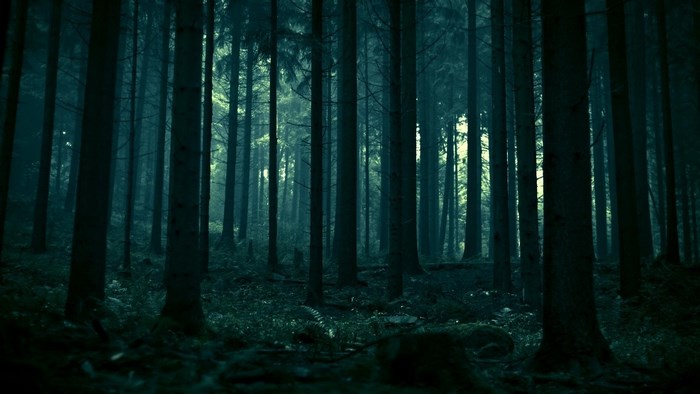 Dark Forest with Tall Trees