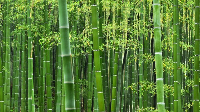 Bamboo forest with green stalks and leaves
