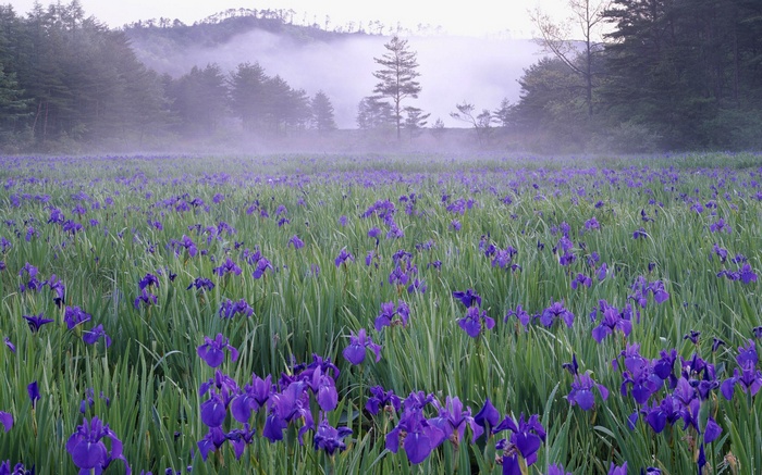 Field of purple irises with misty forest background