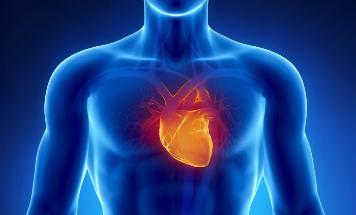 Anatomical illustration of a human heart