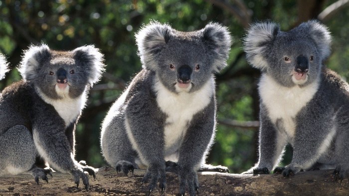 Three koalas sitting on a tree branch