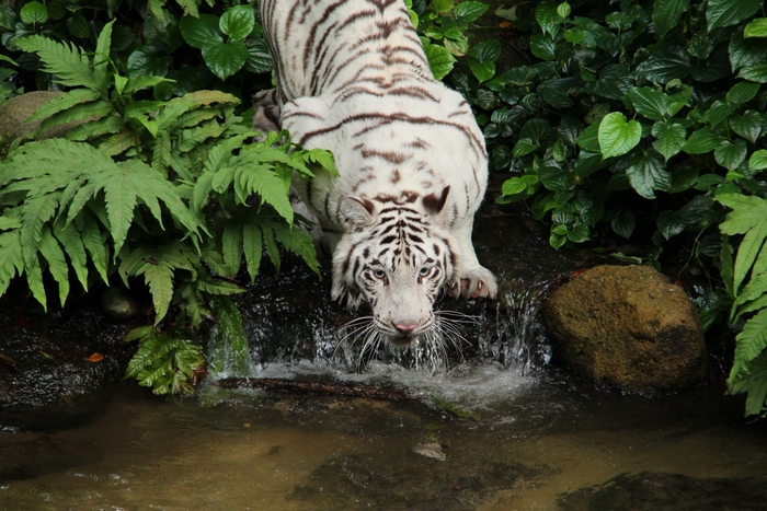 White tiger drinking water from a stream