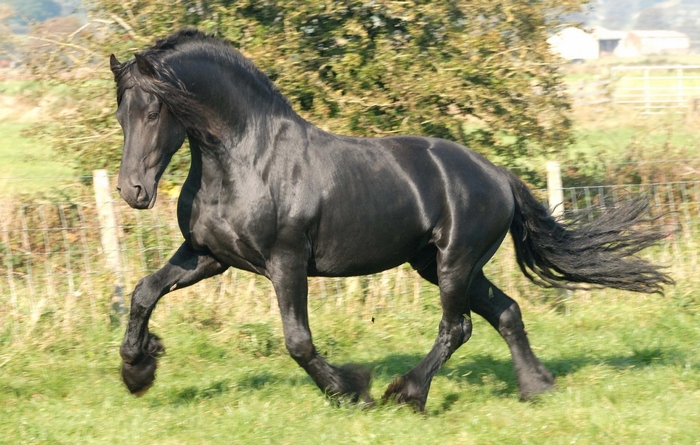 Black Friesian horse running in a field