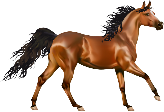 Brown horse with black mane and tail running