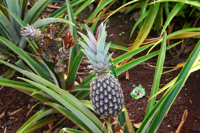 Pineapple plant with developing fruit