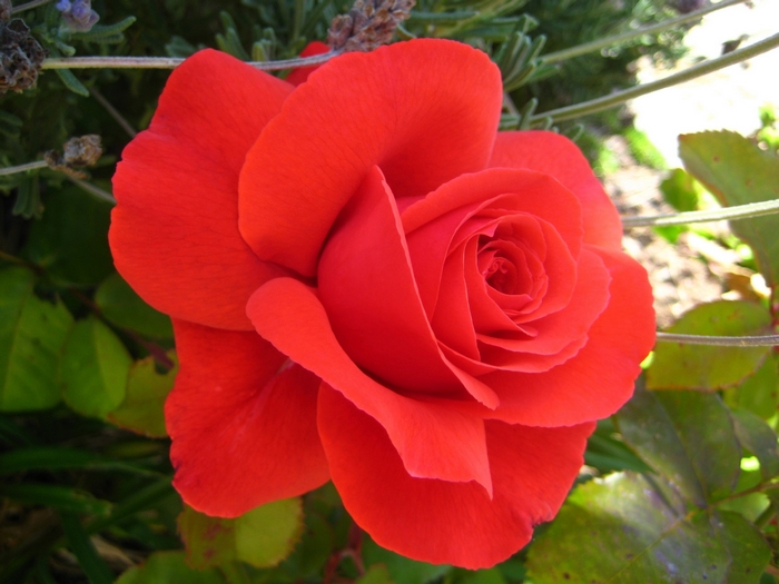 Close-up of a vibrant red rose