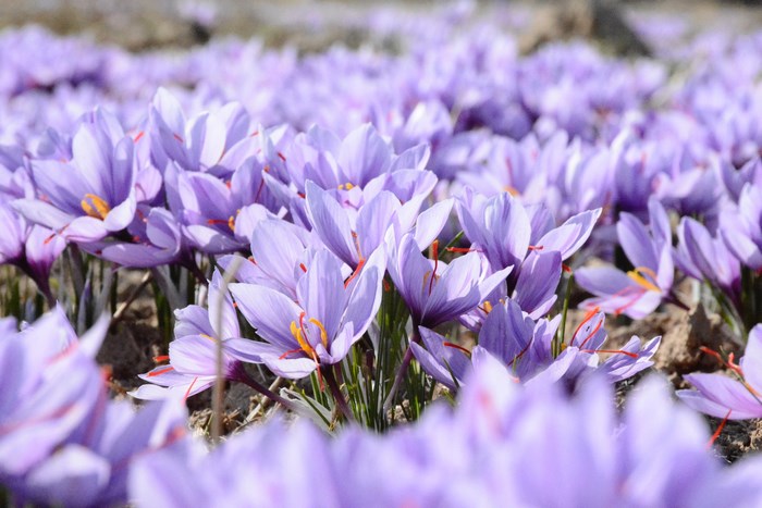 Field of purple saffron crocus flowers in bloom