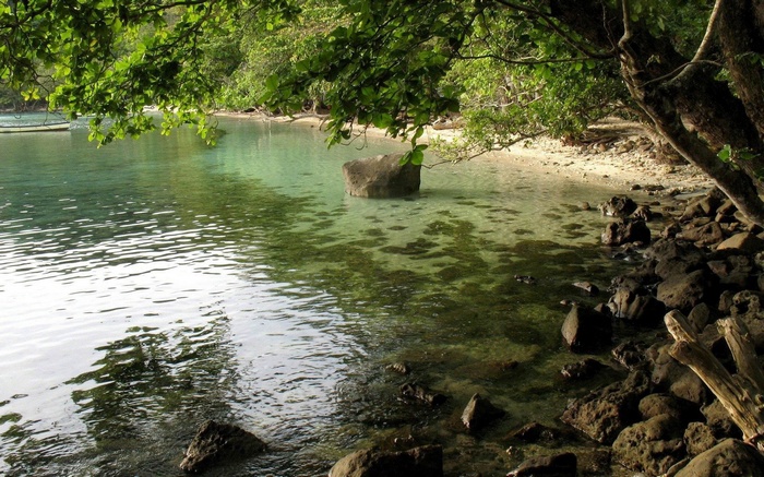 Tropical beach with clear water and trees