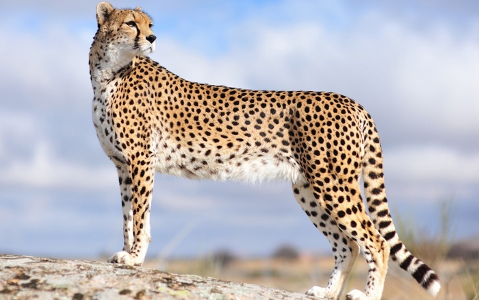 Graceful Cheetah Standing on Rocky Terrain