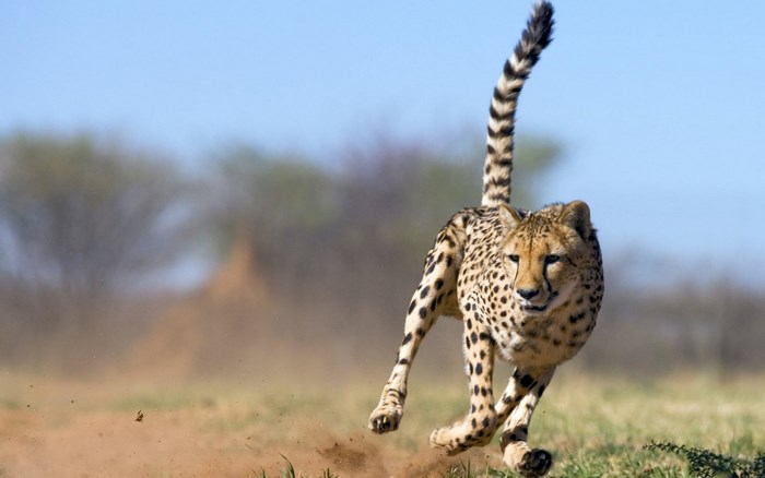 Cheetah running in the savanna