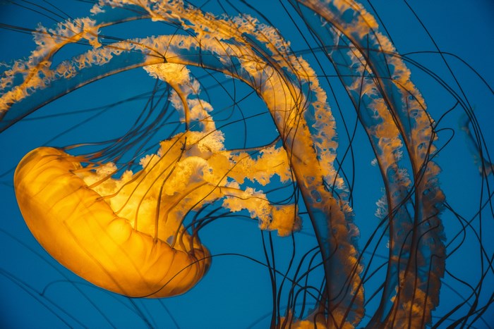Orange jellyfish with long tentacles in blue water