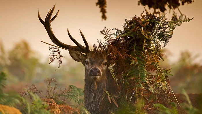 Deer with ferns on antlers in misty forest