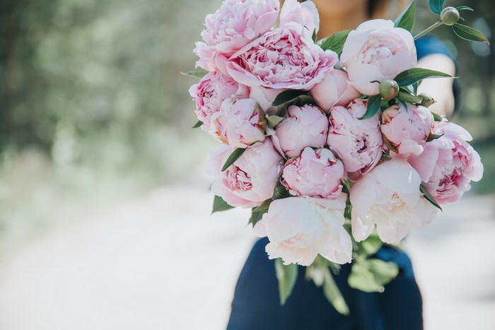 A bouquet of pink peonies held by a person