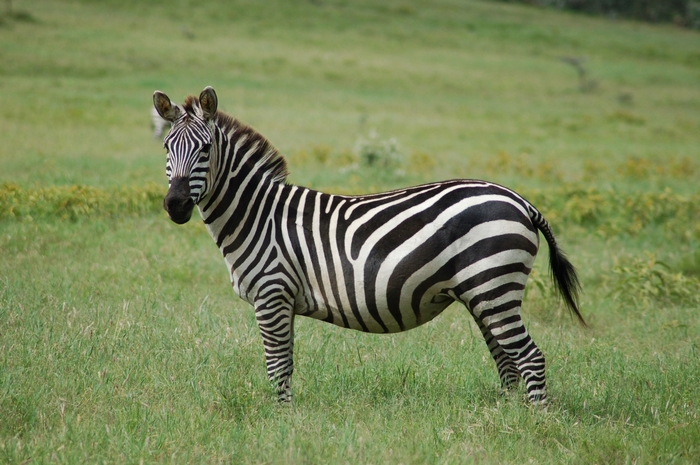 A zebra stands in a grassy field