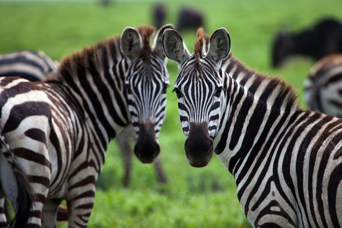 Two zebras in a grassy field