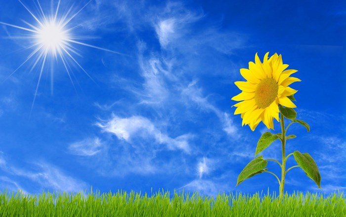 Bright sunflower under sunny blue sky with green grass