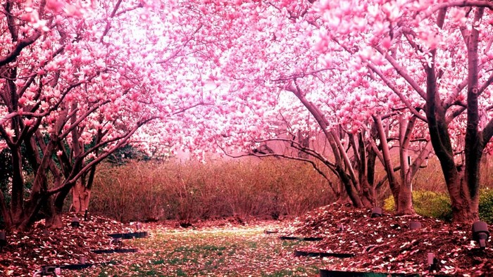 Pink Magnolia Trees in Bloom