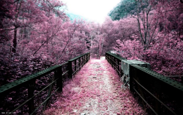 Pink Forest Bridge with Metal Railings