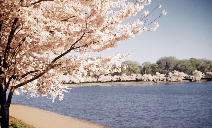Cherry blossoms line a tidal basin with trees and a clear sky