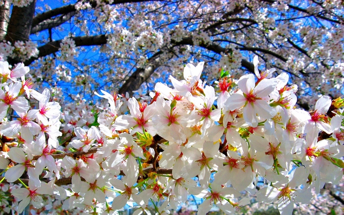 Cherry blossoms in bloom against a blue sky
