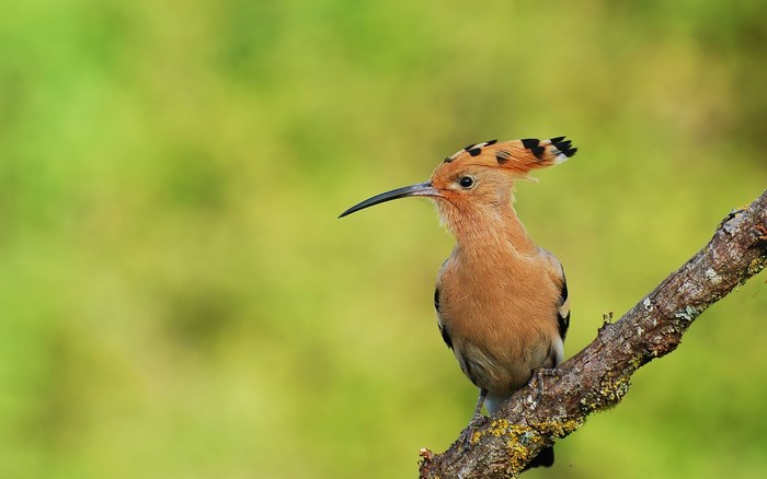 Hoopoe bird perched on a branch
