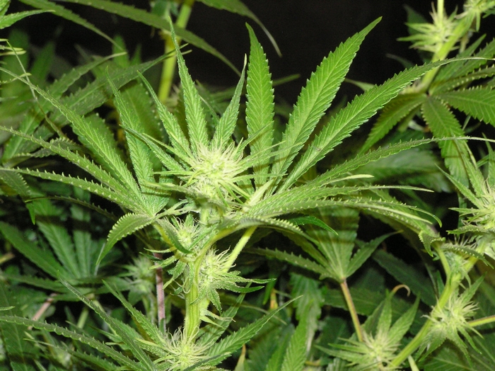 Marijuana plant with developing buds