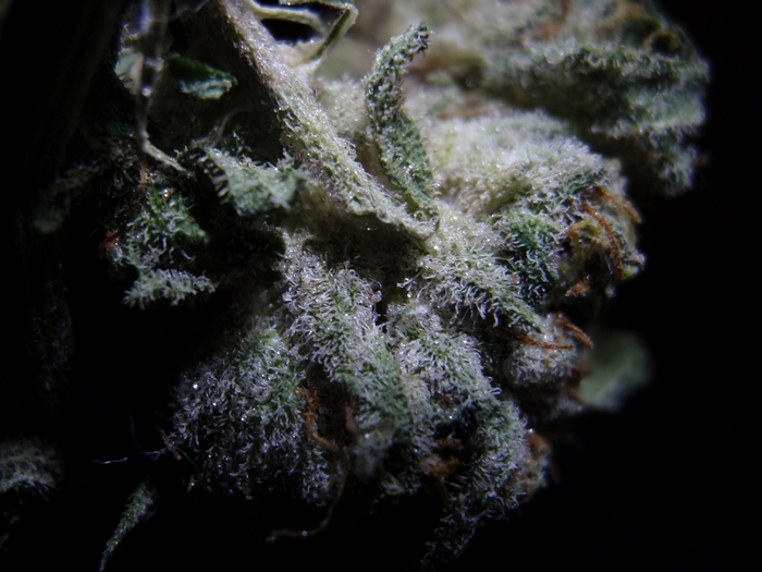 Close-up of marijuana bud with trichomes