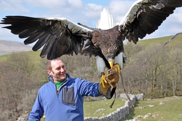 Man with eagle on glove in a field