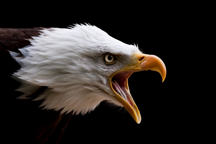 Bald Eagle Screaming Close-up