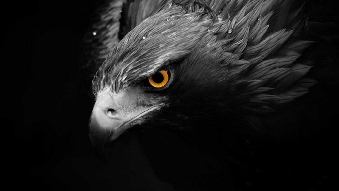 Close-up of a golden eagle's head