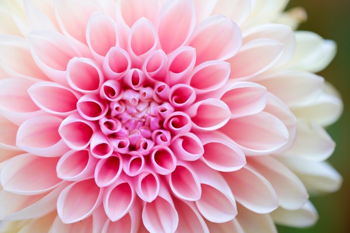 Close-up of a pink and white dahlia flower