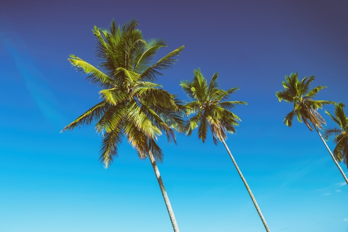 Palm trees against a clear blue sky in Itacare, Brazil