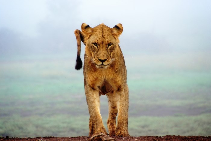 Lioness in Tsavo National Park, Kenya