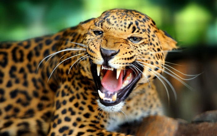 Leopard roaring with mouth open