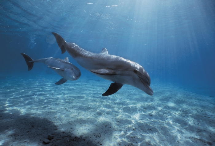 Two dolphins swimming underwater