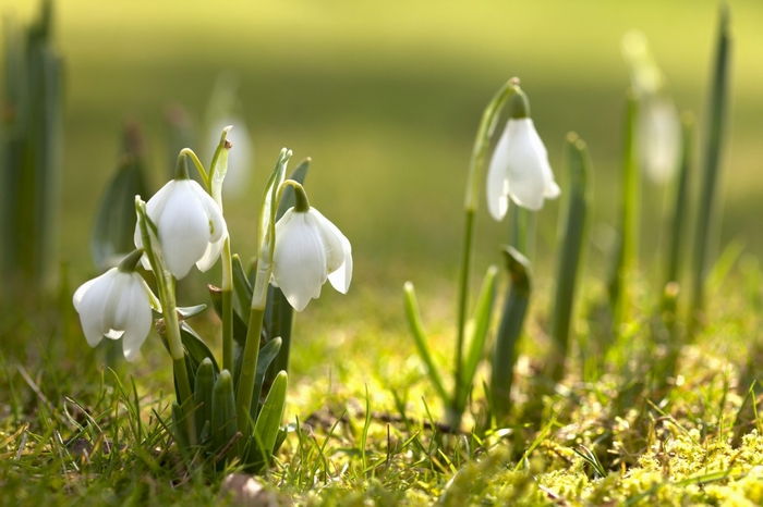 Snowdrops blooming in the grass