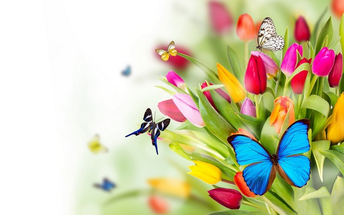 Colorful Tulips with Vibrant Butterflies in Bloom