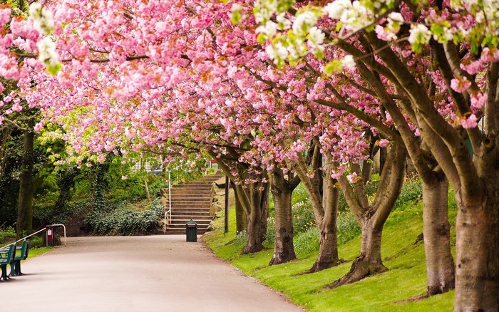 Park pathway lined with blooming cherry blossom trees