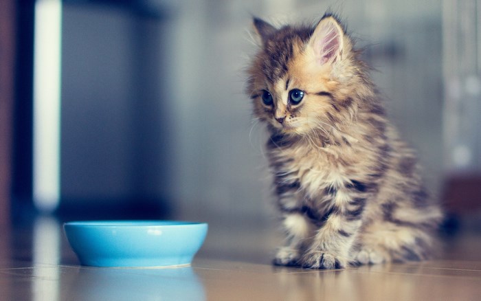 Fluffy kitten sitting by a blue bowl