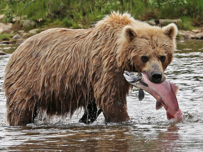 Brown bear catching salmon in river