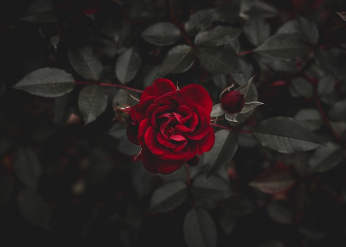 A dark red rose with a bud