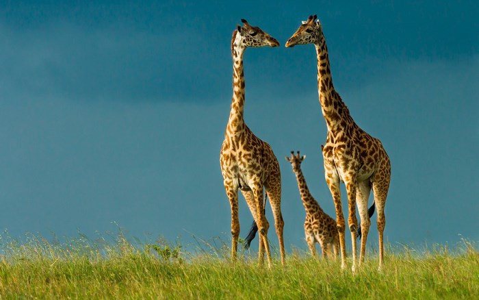 Three giraffes on a grassy hill under a blue sky
