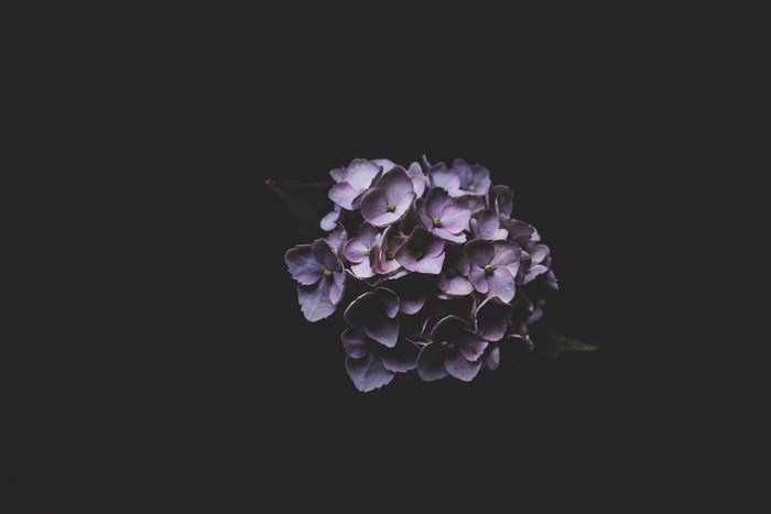 Purple hydrangea flower on a dark background