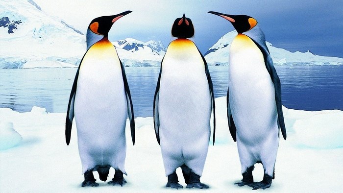 Three King Penguins on Ice
